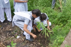 plant6