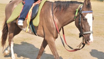 Horse Riding 2023