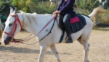 Horse riding 2024