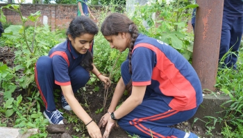 Plantation 2018